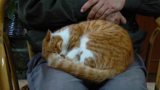 chat