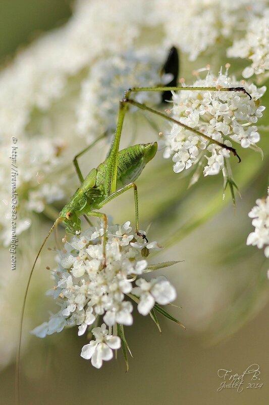 Phaneroptera falcata ♀