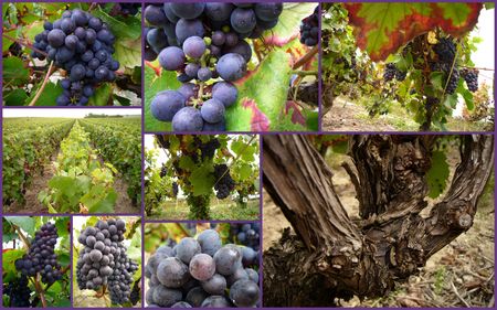 vendanges_2009