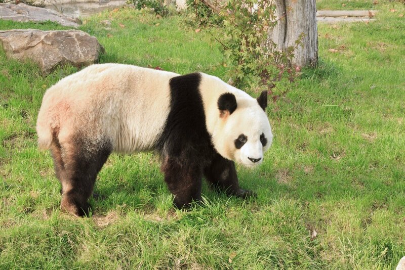 113-Panda Geant
