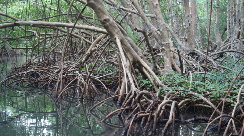 mangrove (3)