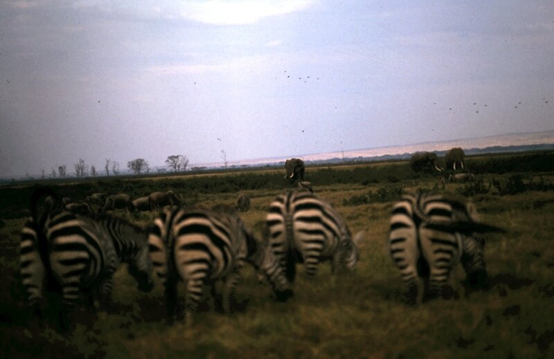 amboseli zebre d