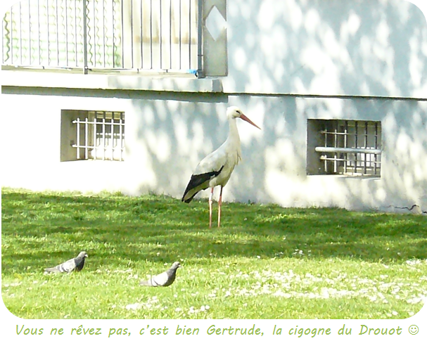 Quartier Drouot - Gertrude la cigogne