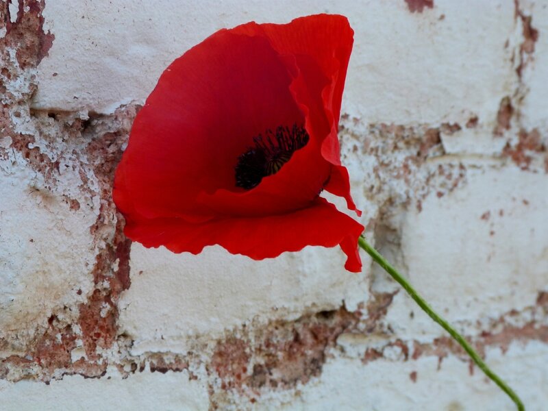 Coquelicots 6