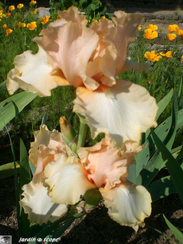 Iris