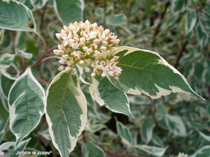 Cornouiller à feuillage panaché • Cornus alba Elégantissima