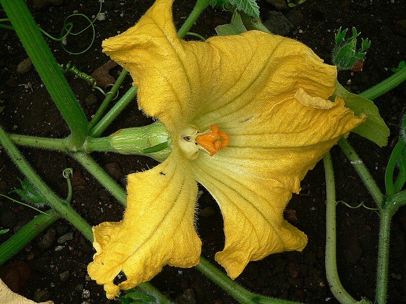 courge Butternut