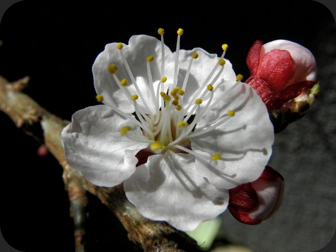 fleur d'abricotier