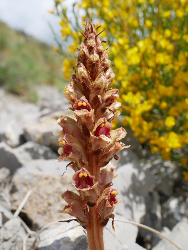 Orobanche