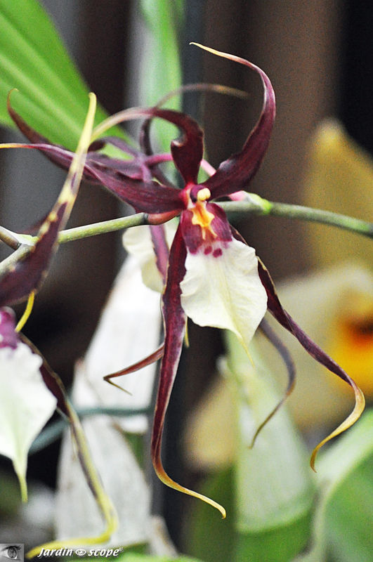 Exposition d'Orchidées 2011