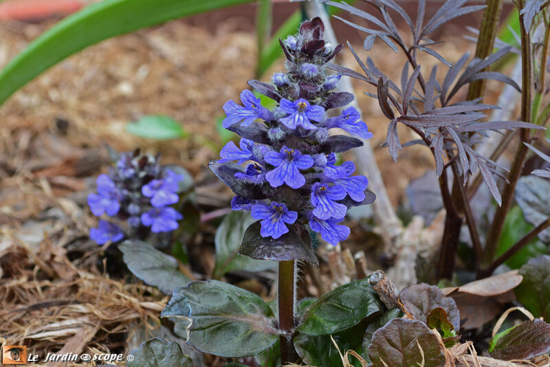 Ajuga