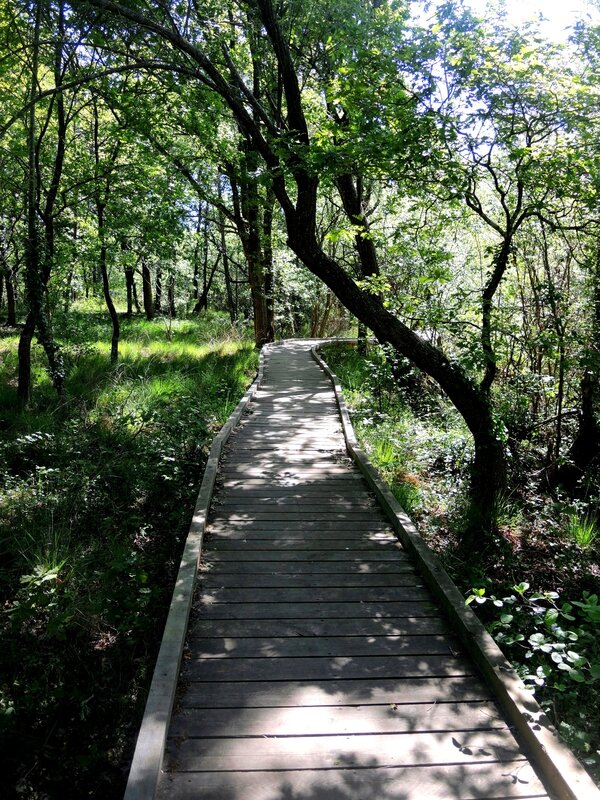 Etang de Léon, chemin des sept paysages, passerelle 1 (40)