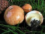 Bolet_granul_17