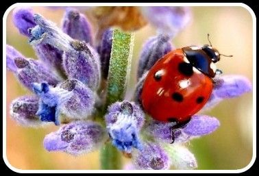 medium_lavande_coccinelle_fleur_ch_84_884217_x