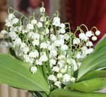 muguet_2