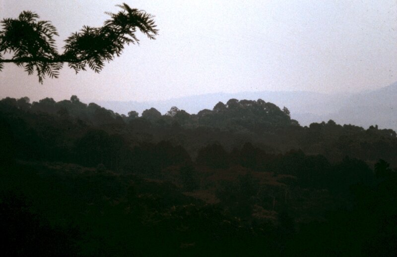 zaire foret f