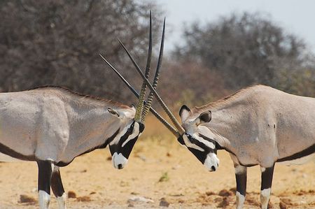Gemsboks, parc d'Etosha, Namibie (4)