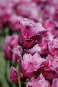 IMG_2008copie2