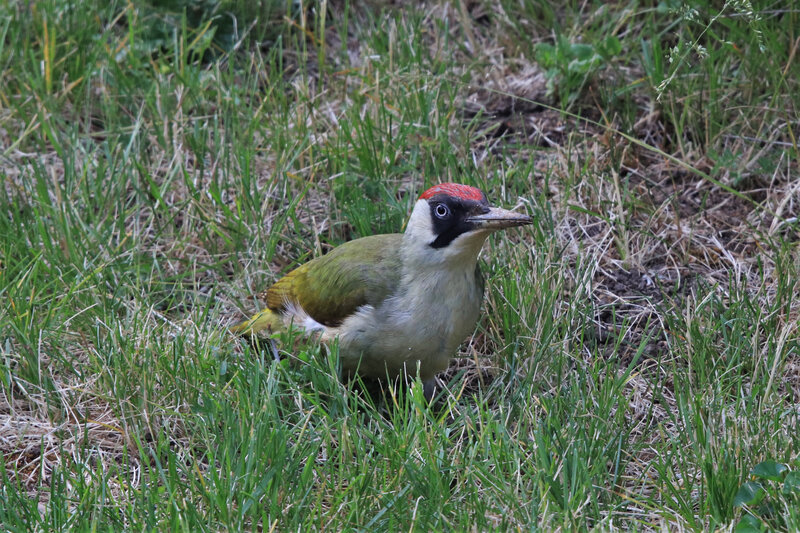 IMG_7353 - Copie