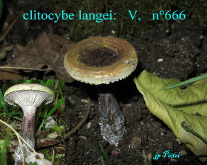 clitocybe_langei___n_666