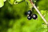 20936942-jostaberry-fruits-sur-une-branche-avec-un-fond-vert