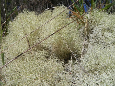 med-lichen-visoflora-40321