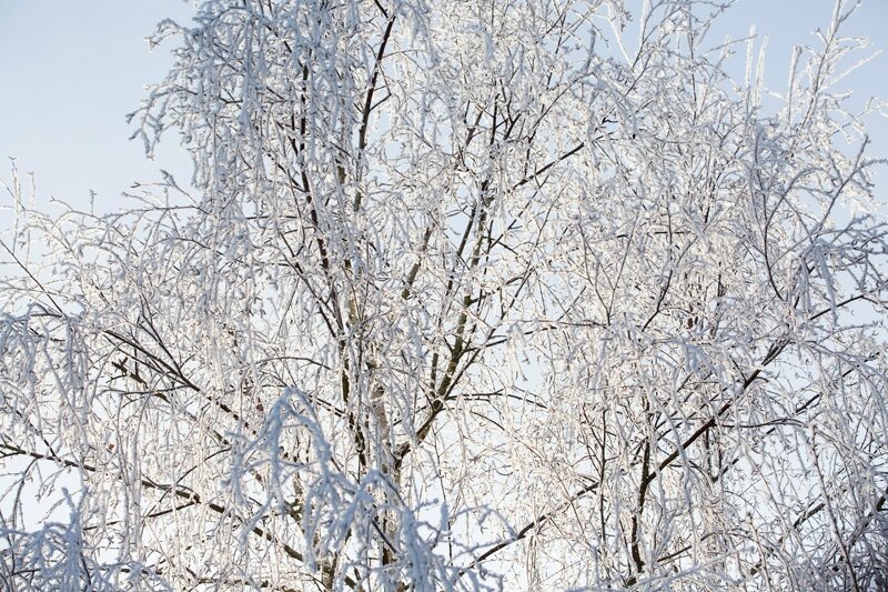 arbre-givre-15-02