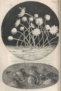 hooke_plate