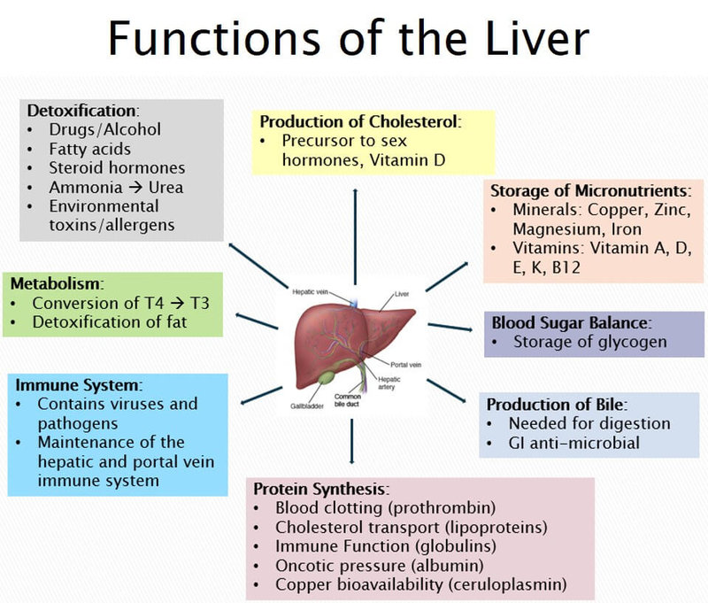 liver health 3
