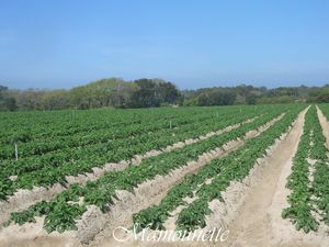Noirmoutier_et_les_premi_res_pommes_de_terre_010