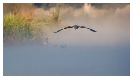 ville lulu heron vol brume matin 140412 1 canards