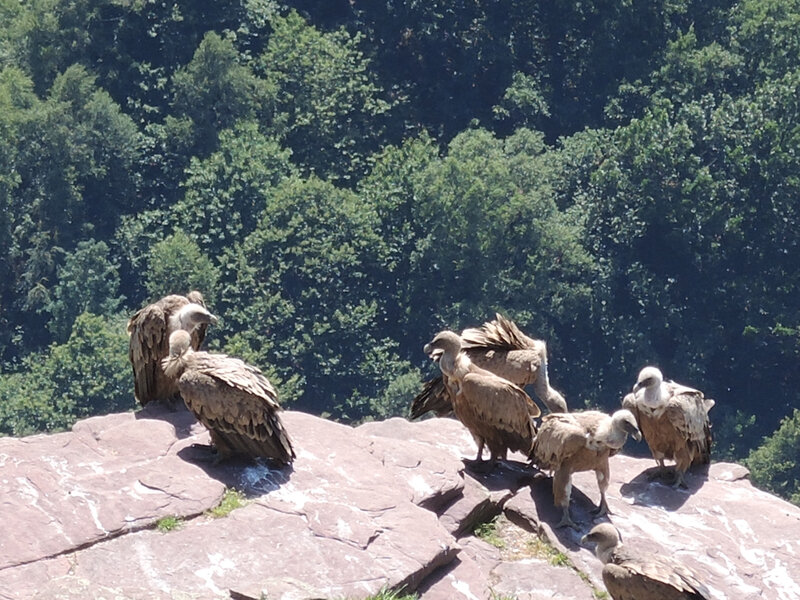 G) Penas d'Itxusi, falaise des vautours, vautours