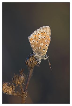 Torfou_papill_azure_gouttelettes_matin_290810