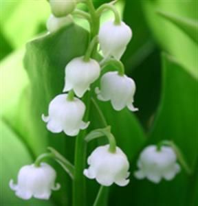 muguet1o