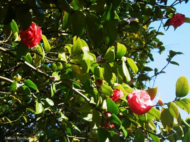 Fleurs de Léon 210218