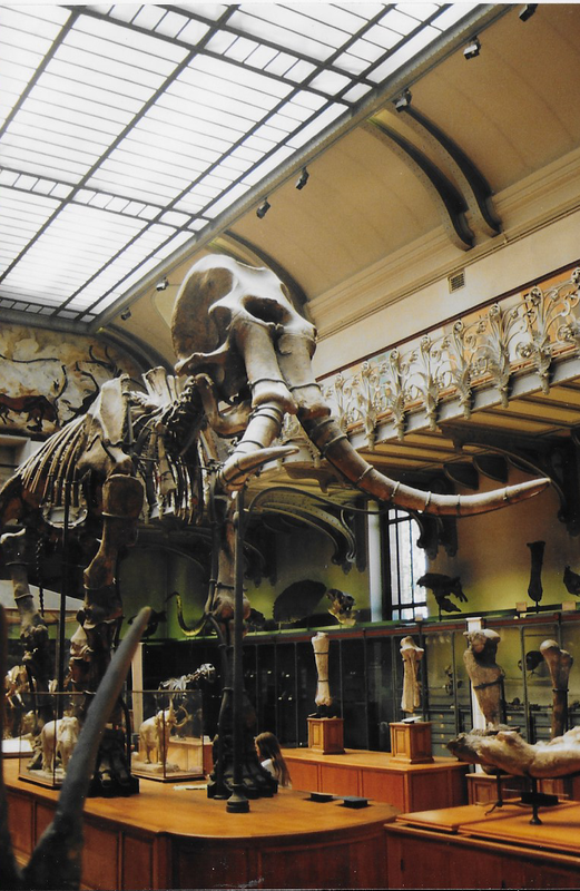 galerie de paleontologie (3)