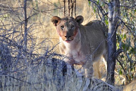 Lion, parc d'Etosha, Namibie (2)