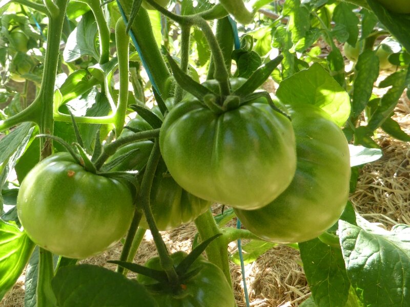 8-tomates (26)