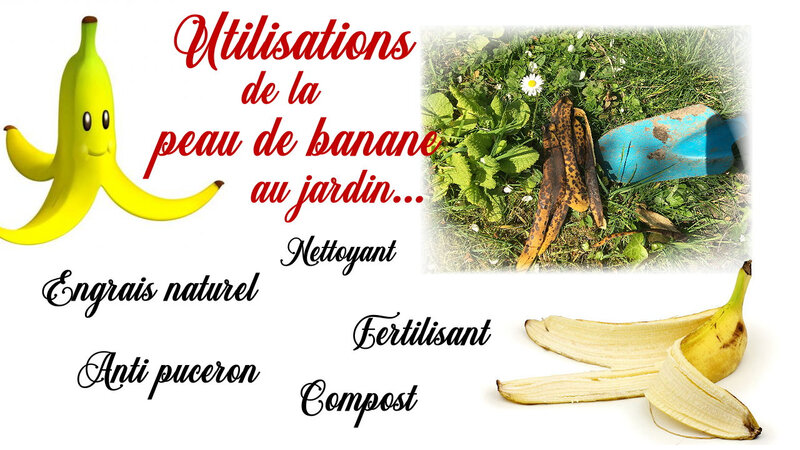Utilisation peau de banane jardin
