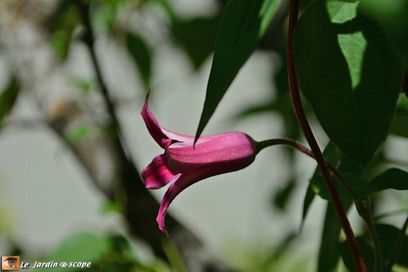 Clematis-Princess-Diana-3