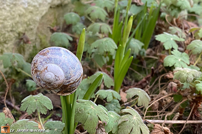 coquille-et-narcisse