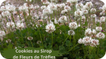 40 TREFLES(5)COOKIES AU SIROP DE FLEURS DE TREFLE-modified