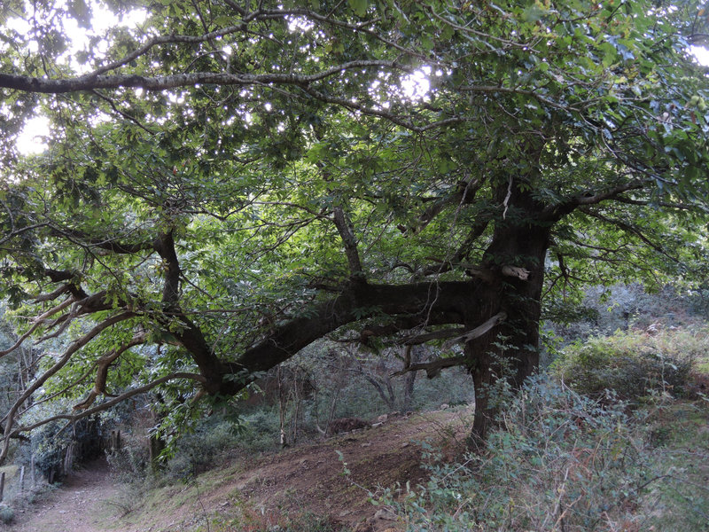 Mont Ursuya, sentier, un arbre