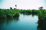 vegetation_du_canal_de_pangalane_2