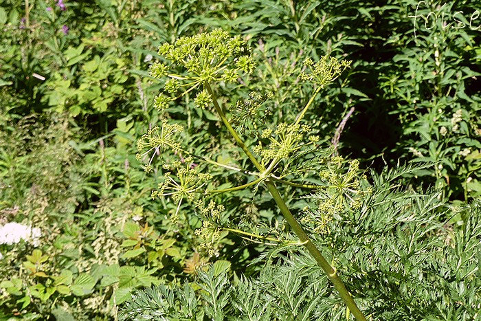 fleurs blanches ou jaune verdâtre groupées en ombelles hémisphériques