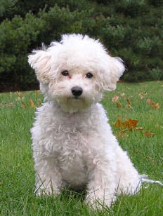 bichon_frise_training