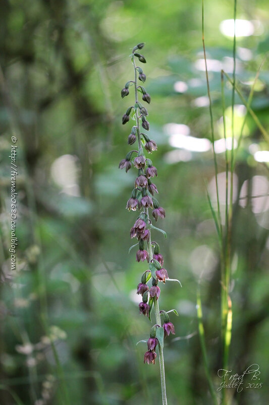 Epipactis helleborine