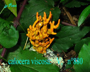 calocera_viscosa__n_880