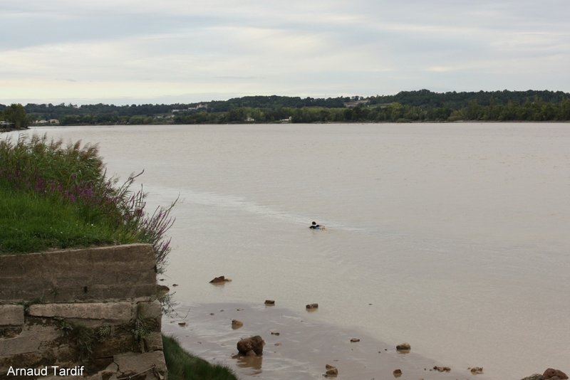 0099 Estuaire de la Gironde - L'attente du Mascaret à Saint-Pardon-sur-Vayres