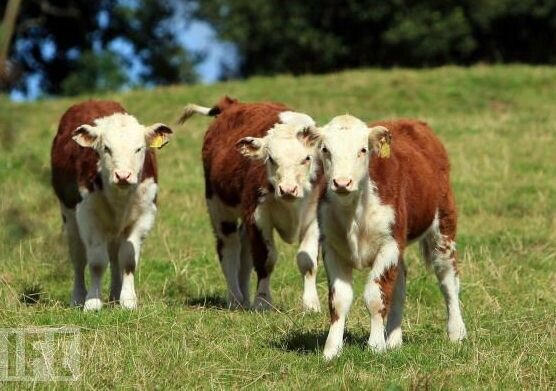 traditional hereford 11